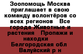 Зоопомощь.Москва приглашает в свою команду волонтёров со всех регионов - Все города Животные и растения » Пропажи и находки   . Белгородская обл.,Валуйский р-н